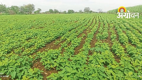 Wild Animal Crop Damage