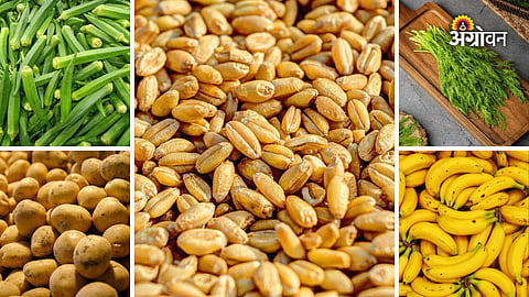 Maharashtra APMC commodity prices