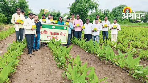 Turmeric Farming Innovation