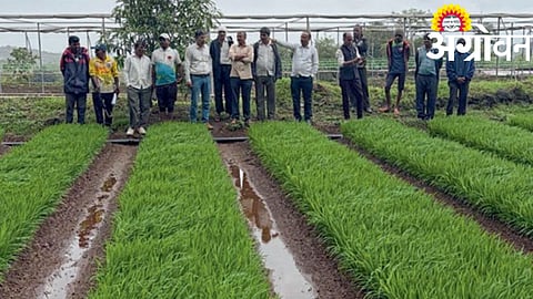 Finger Millet Farming