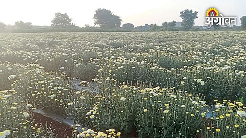 Purandar chrysanthemum market and farming update