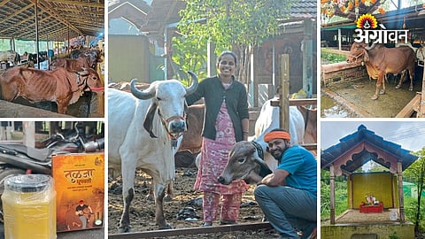 Business ideas based on desi cow products
