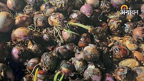 Maharashtra onion farmers face higher transportation costs