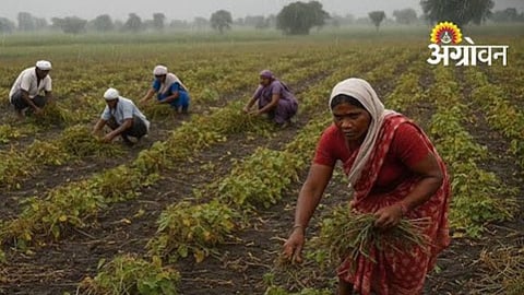 Moong Harvest Starts Despite Rainfall Deficit