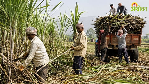 Sugarcane Cutting