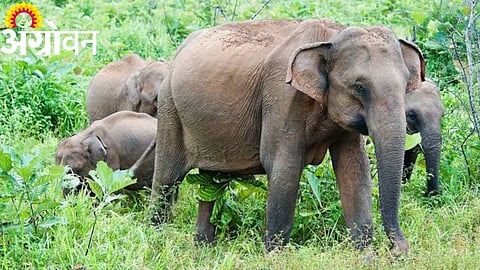 Elephant Menace