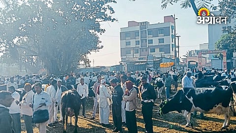 Maharashtra cattle market buying and selling