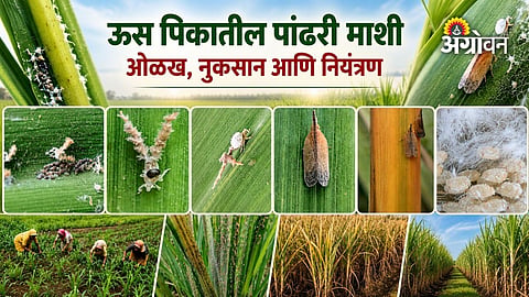 Integrated pest management for Pyrilla in sugarcane