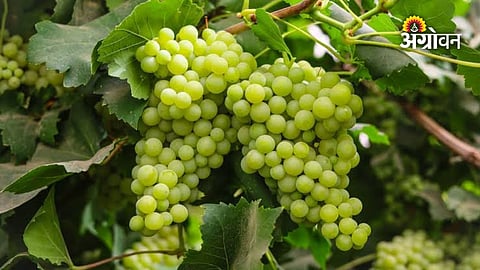 Scientific nutrient management for grape cultivation