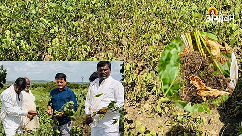 Soybean Crop Damage