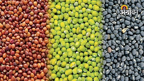 India pulse farming and production update