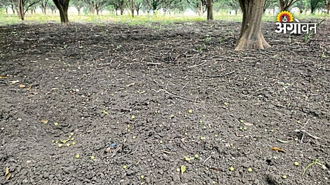 Orange orchard damage and crop loss in Maharashtra