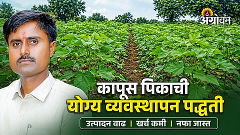 Farmer Boosts Cotton Yield With Dada Lad Technique