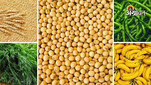 Daily bajar bhav for farmers in Maharashtra
