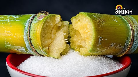 Political Economy Behind Rising Sugar Prices