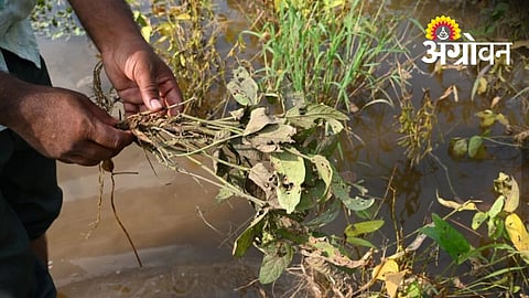 Buldhana Farmers to Receive ₹10.78 Crore Relief