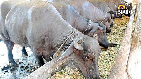 Probiotic supplements for cattle and dairy cows