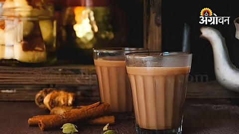 North India tea industry crisis due to falling tea prices