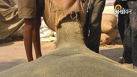 El Nino impact on crop production and food prices