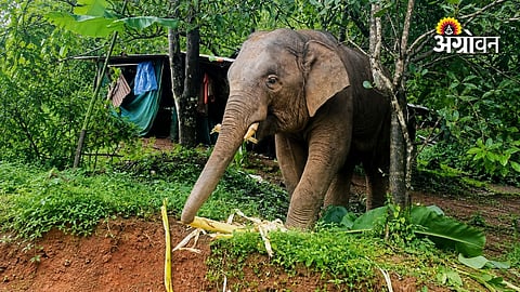 Elephant conflict affecting farmers in Sawantwadi