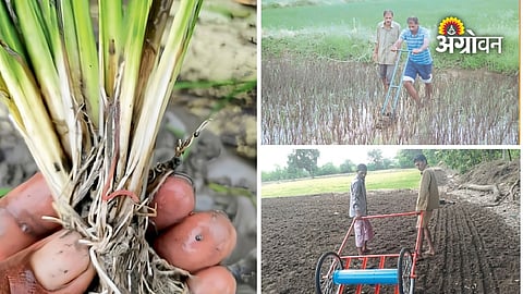 Rice farming tips for Maharashtra farmers