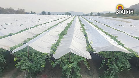 Suspension of grape crop cover pre approval