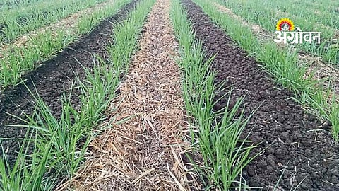 sugarcane farming for higher productivity