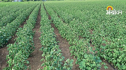 Digital Crop Survey