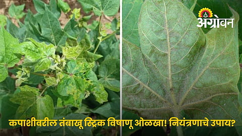 Tobacco Streak Virus In Cotton