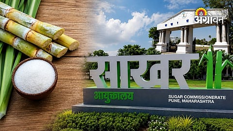Sugar industry instructions for bullock welfare Maharashtra
