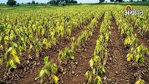 Crops withering due to rainfall shortage in Maharashtra