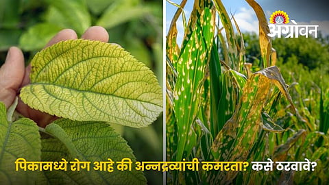 Plant Disease And Nutrient Deficiency In Crops