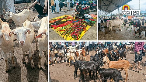 Goat and sheep trading market in Chakan
