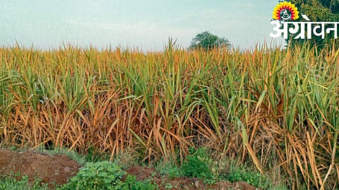 Sugarcane Crop : तावशी शिवारात करपू लागला ऊस