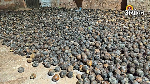 Arecanut farmers struggle with continuous fruit drop