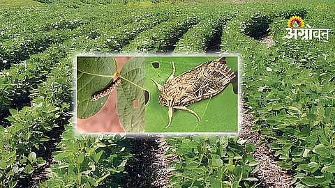 Vani Pest Infestation