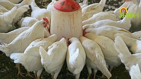 Chickens Breeding Management