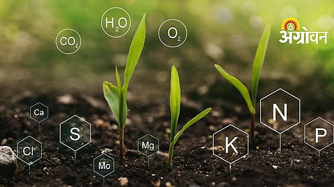 Plant Nutrition