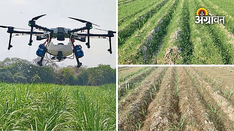 Sugarcane weed control with drone saves water and labour cost