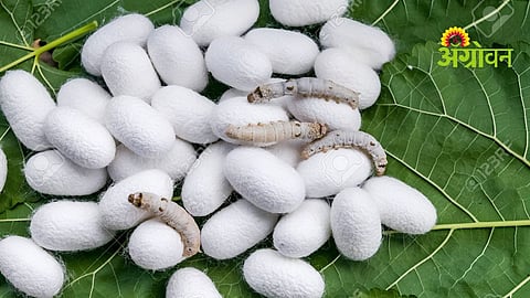 Sericulture Farming