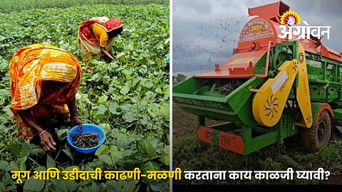 Harvest And Thresh Moong And Urad Without Losses