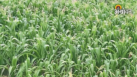Kharif farming problems faced by Pune farmers