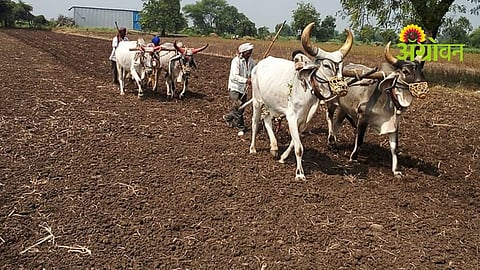 Jowar Sowing Update
