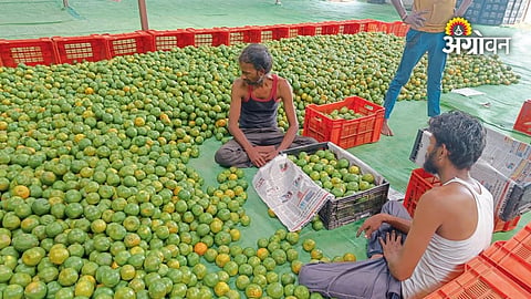 Maharashtra Ambia Bahar orange market update
