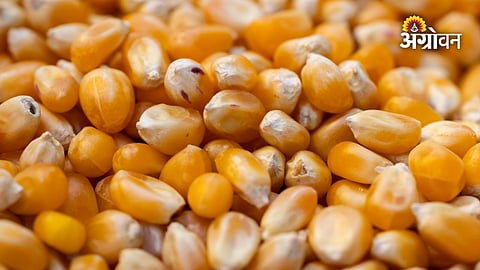 India maize production forecast for new season