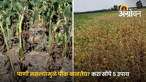 Save Crops During Water Stress