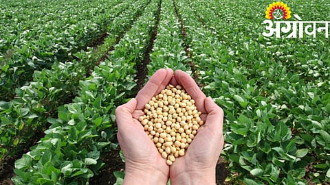 Soyabean Crop 