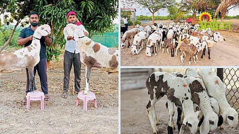 Madgyal Sheep Breed