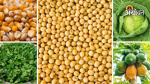 Maharashtra agricultural commodity prices today