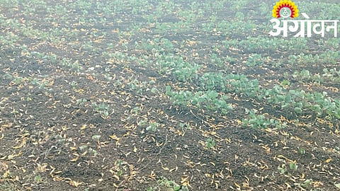 Kharif Crop Damage